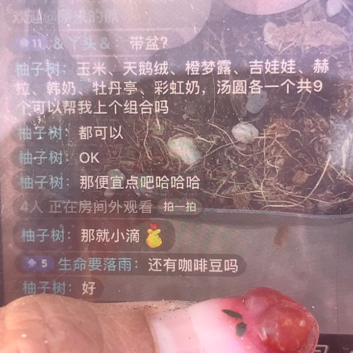 蛋黄奶汤圆彩虹奶吉娃娃橙子（牡丹亭赫拉天鹅绒玉米