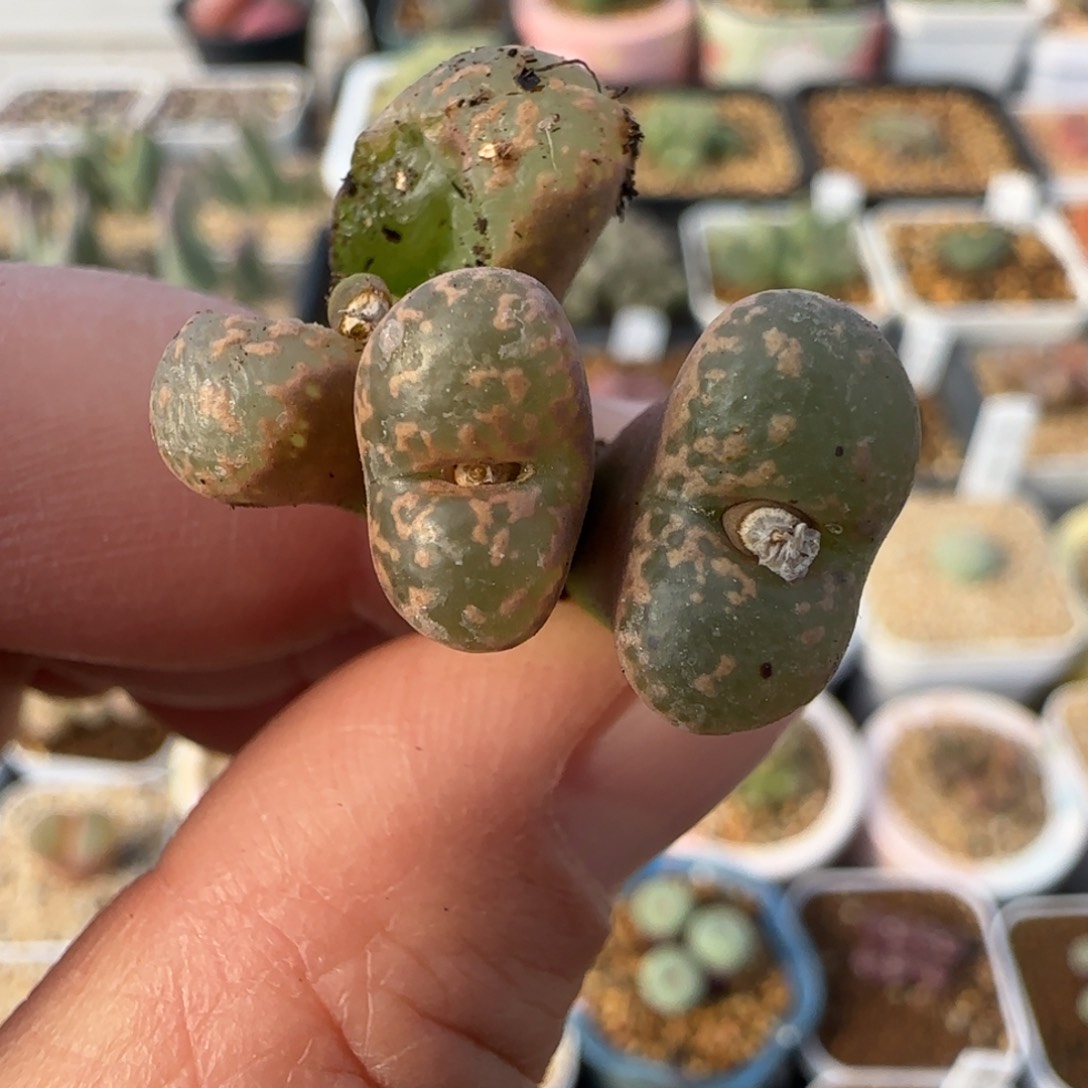 1.28多肉新年大福4号