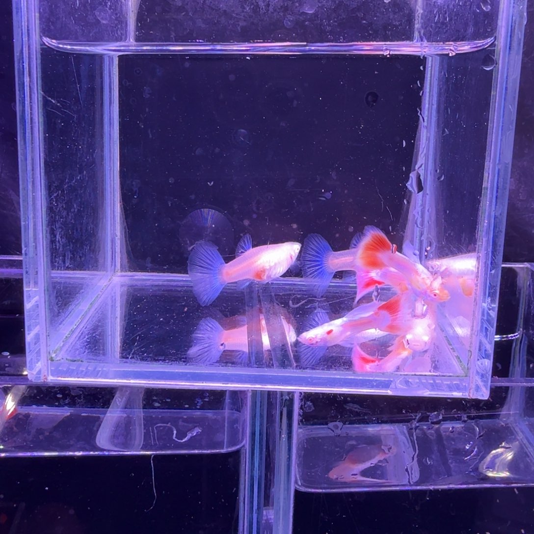 孔雀鱼火烧云3对孔雀鱼