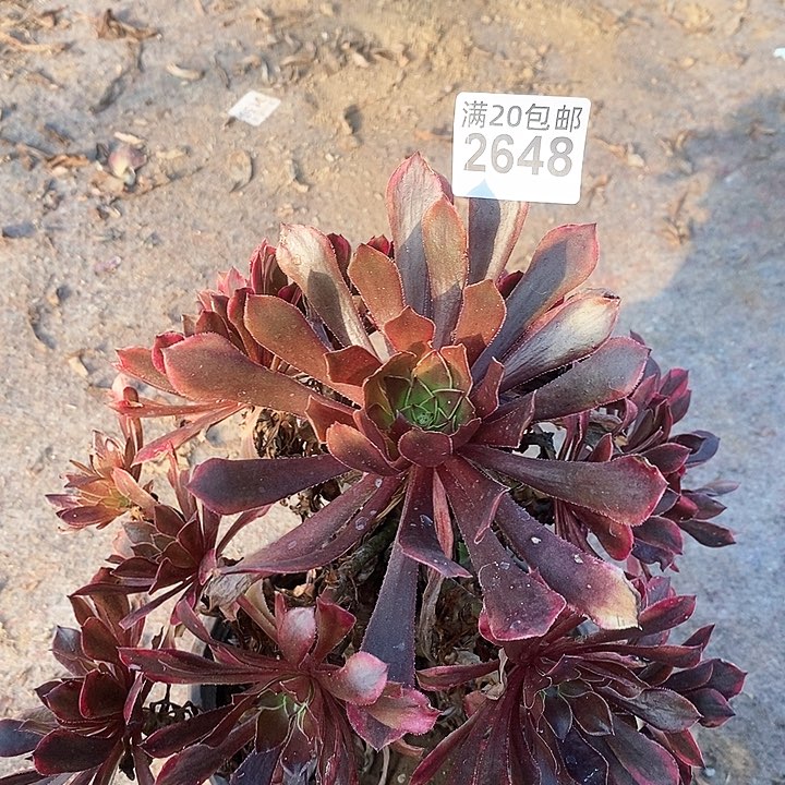 2648 一颗铜雀台