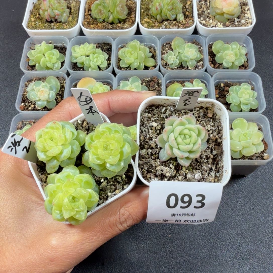 泼天除右边一个093