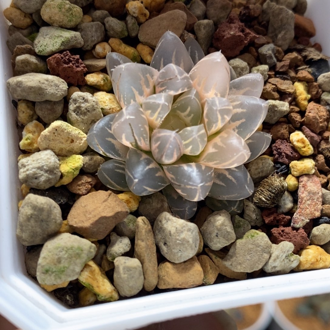 43号糊斑变异霓虹灯