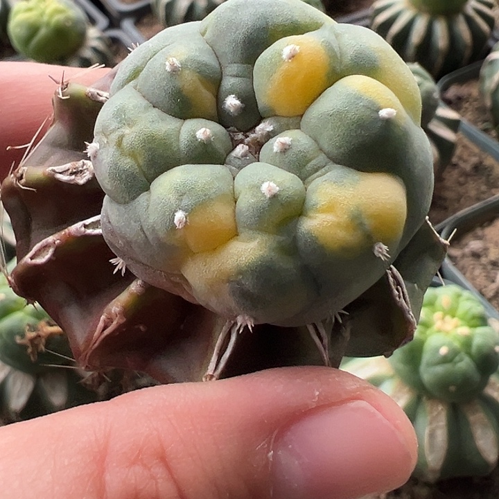 海鲜锦嫁接仙人球