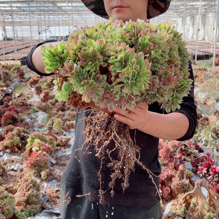 红袖醉话48号多肉法师