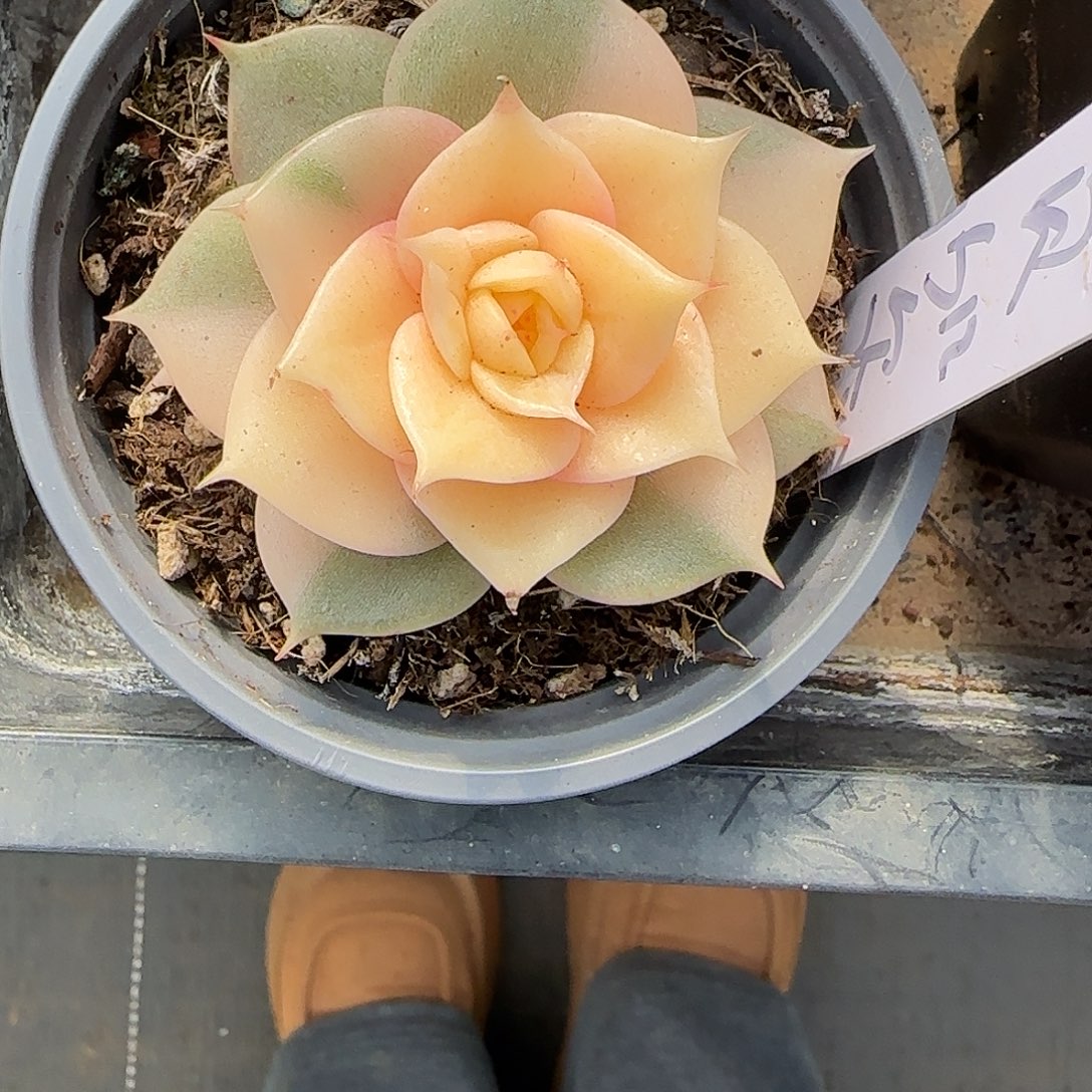 贝加尔湖锦。90盆。  