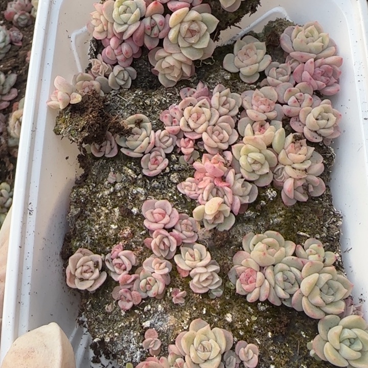 37号王者系列种播苗一盒