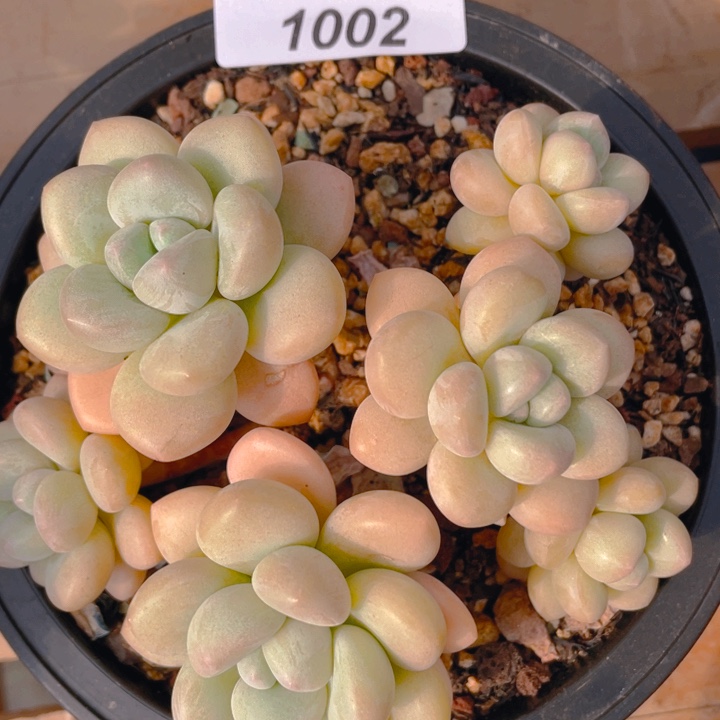 谢谢你的支持00000011002