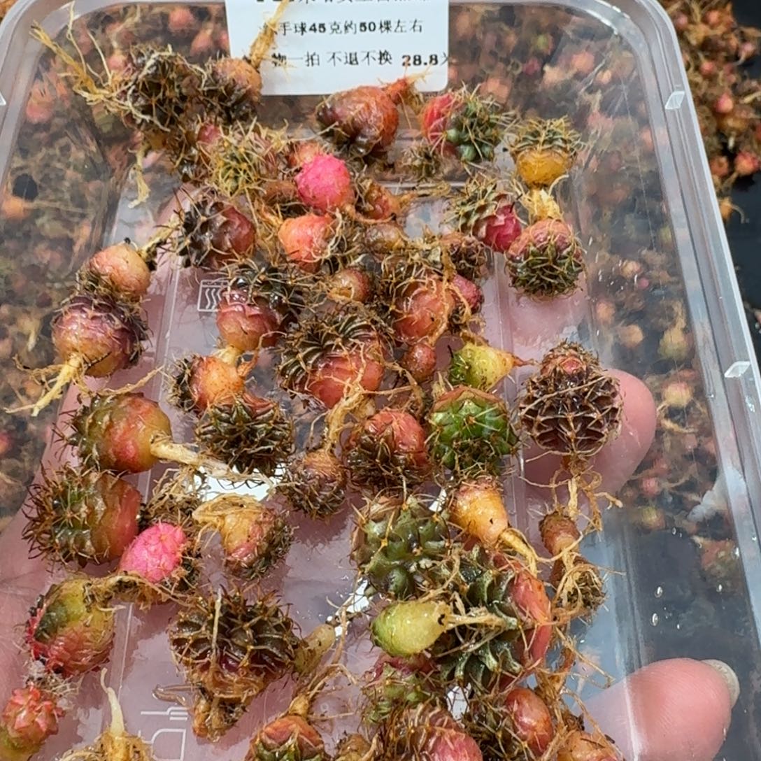 一***安米哈实生自然锦练手球12