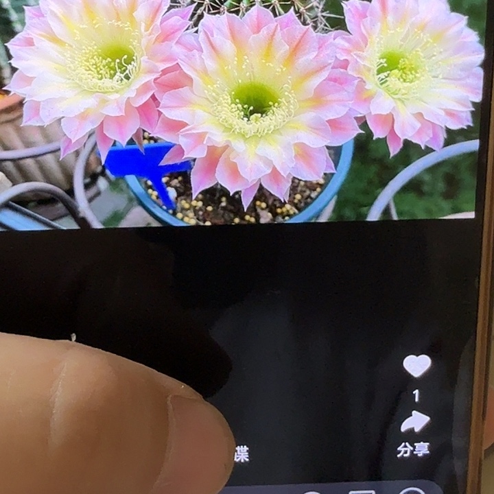 仙人球彩草侧芽歪彩蝶歪