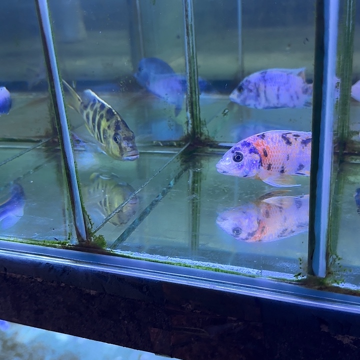 z***0海水鱼155号1111111