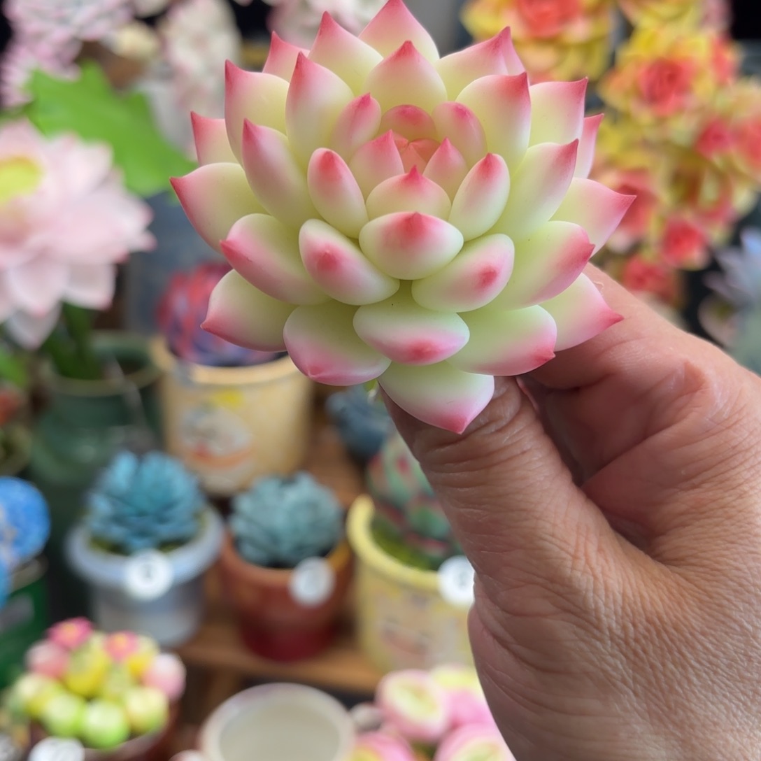 树脂粘土仿真多肉 水蜜桃