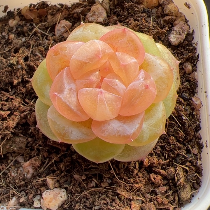 开播福利，一物一拍，精品糖心，尺寸不大介意勿拍