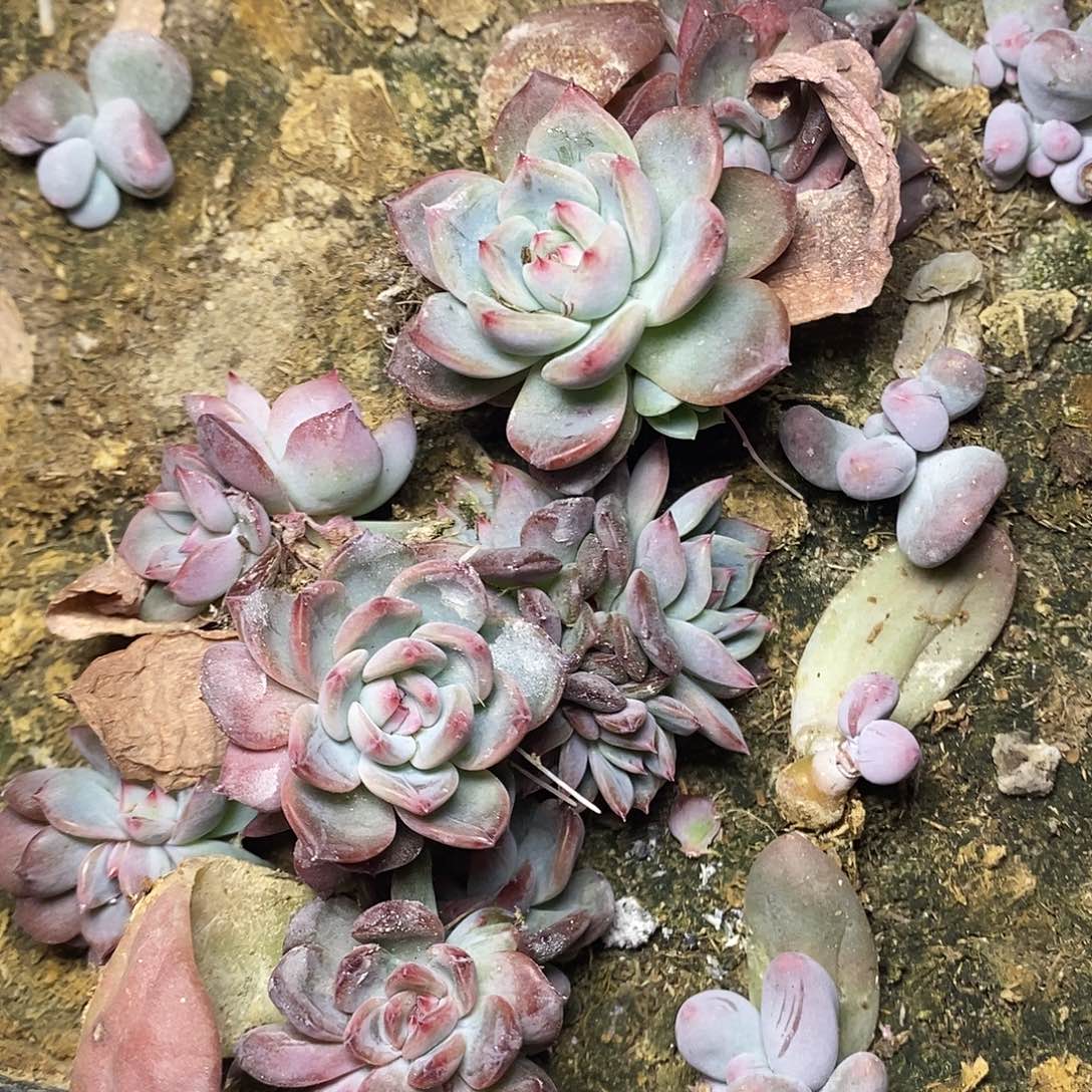林**?一物一拍，红鸾苗子
