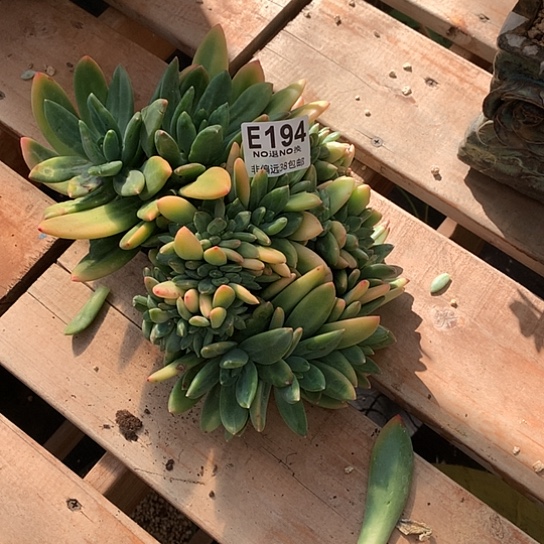 晴***️黄胖体海洋之歌缀化断过头 194 有一个头叶心有伤 