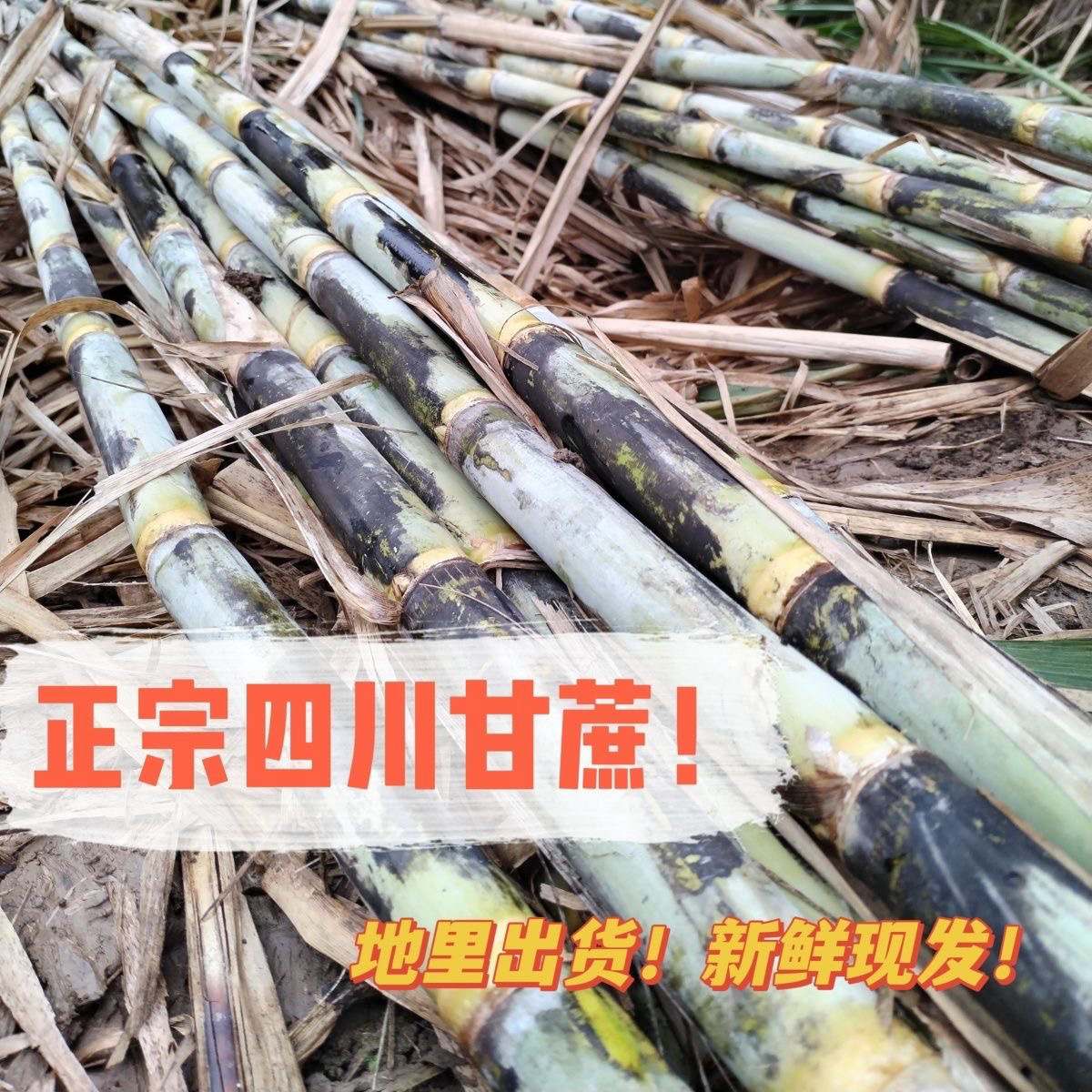 【宜宾小坪村青皮甘蔗】新鲜青皮水果现砍现发应季脆绿皮甘蔗四川