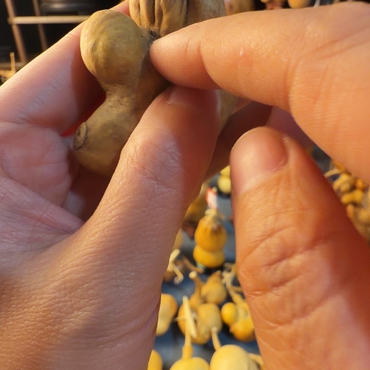 搖***欢葫芦大厚皮是真的好看