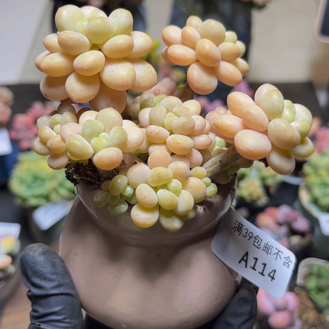 鹏***声114洛可可9厘米多肉
