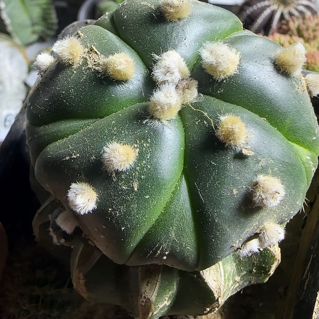 五瓣复棱琉璃连心兜892