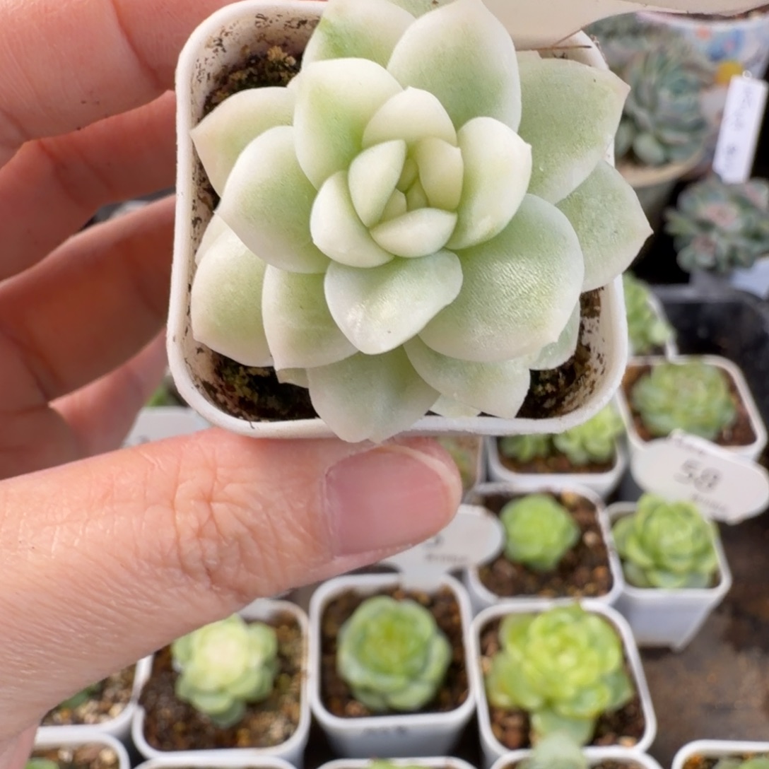 无名锦一颗65号发货