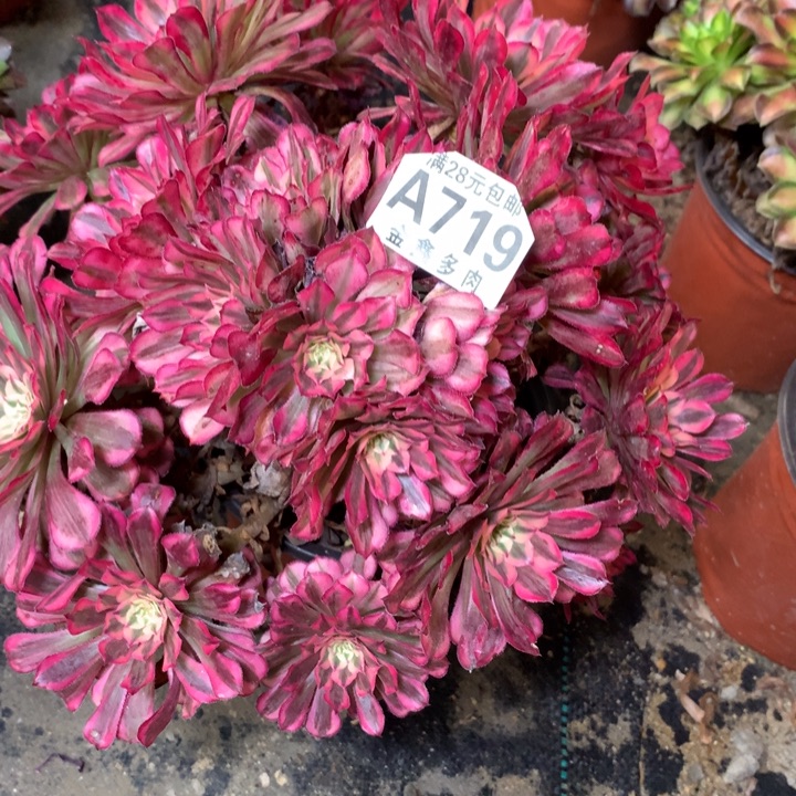 719多肉植物一物一拍