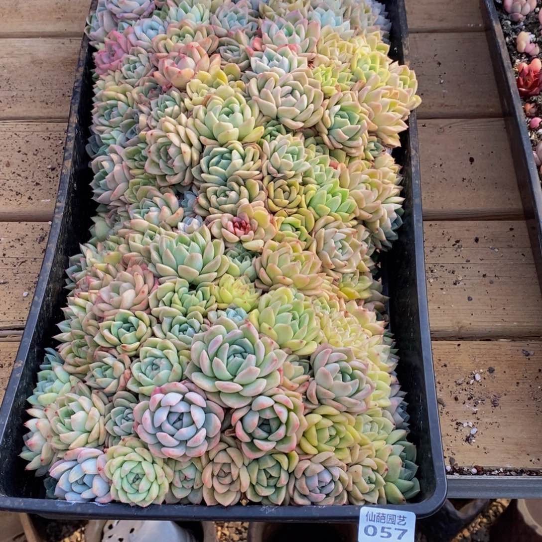 ＜****时057的人在一起的时候我