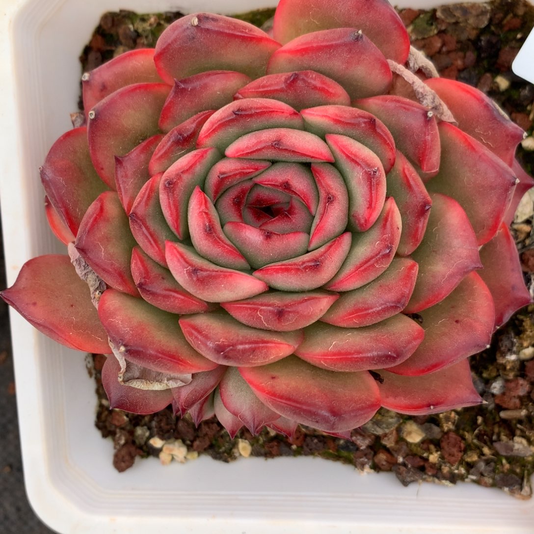 2747杂交精品基地10厘米