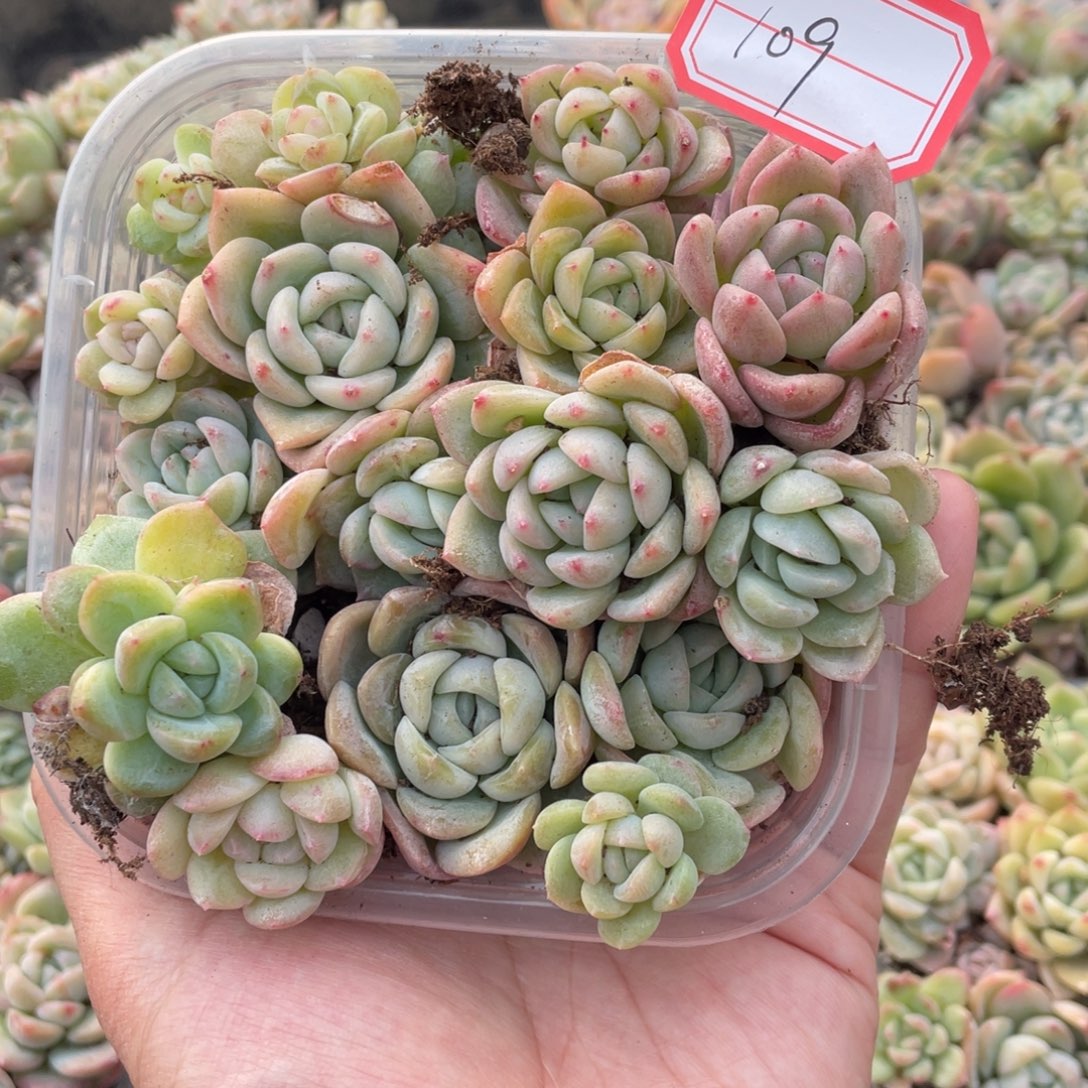 109欧泊播种切糕苗苗特价