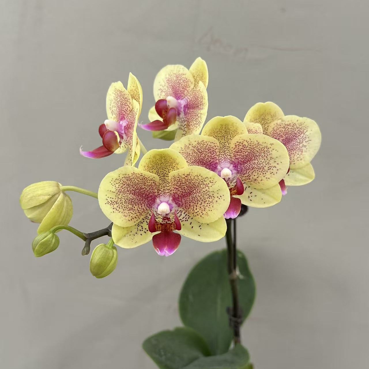 （曼妮01）蝴蝶兰 花期长 拍5棵送盆