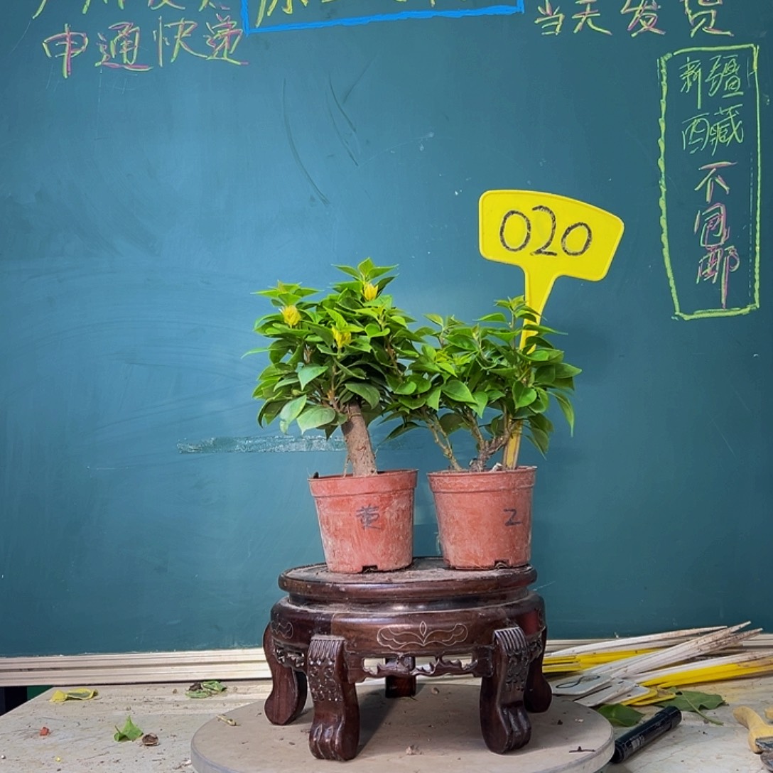 当前无花栽培后可以开花塔紫掌中宝 塔黄掌中宝 020