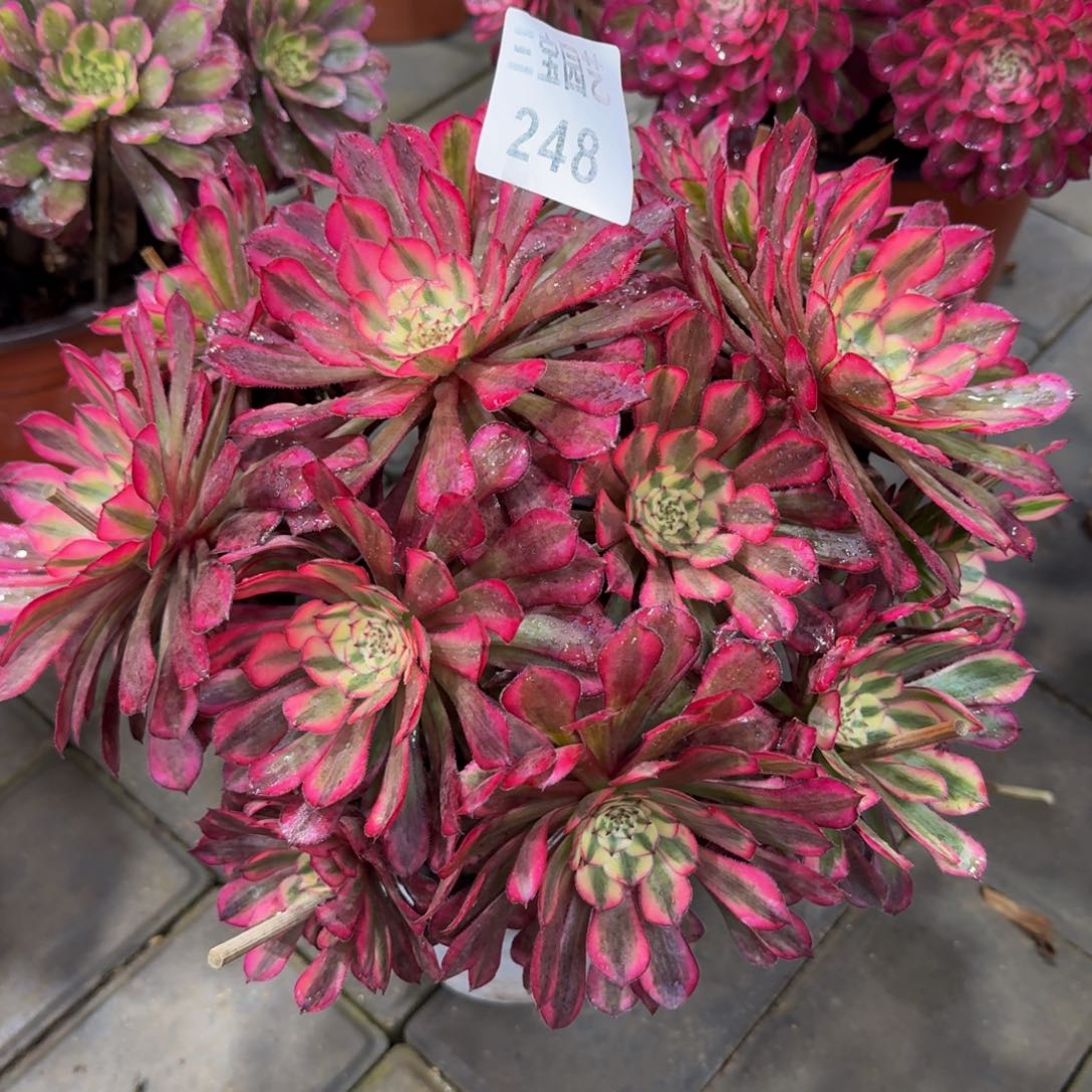 多肉植物248红铜白