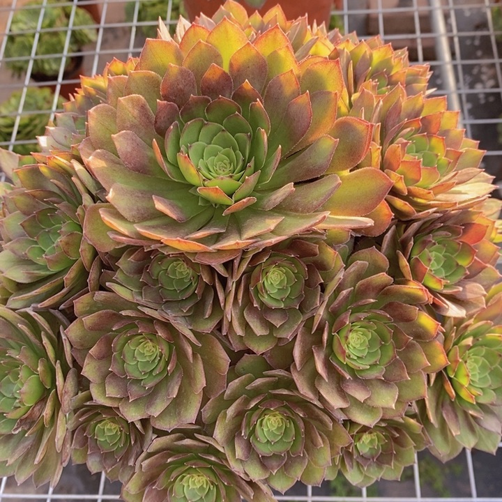 闪购法师1棵桃花石法师