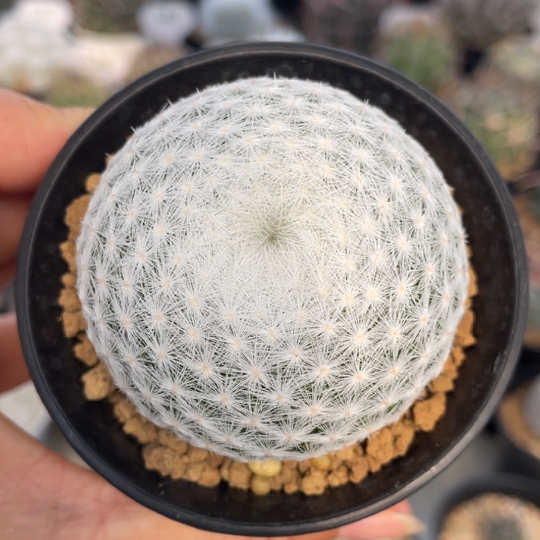 立刺春星          实生根