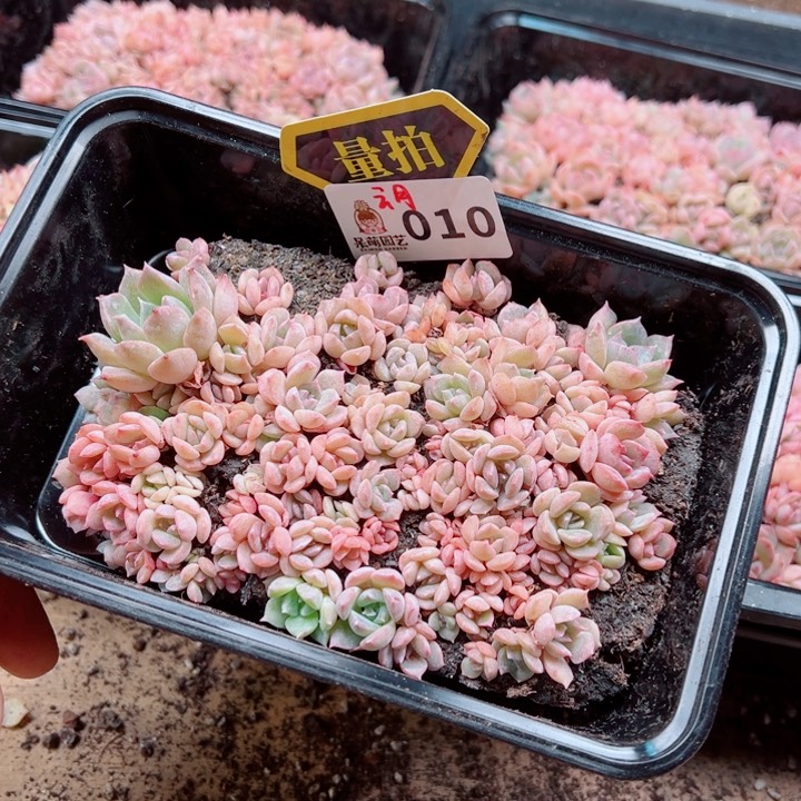 多肉植物多肉植物