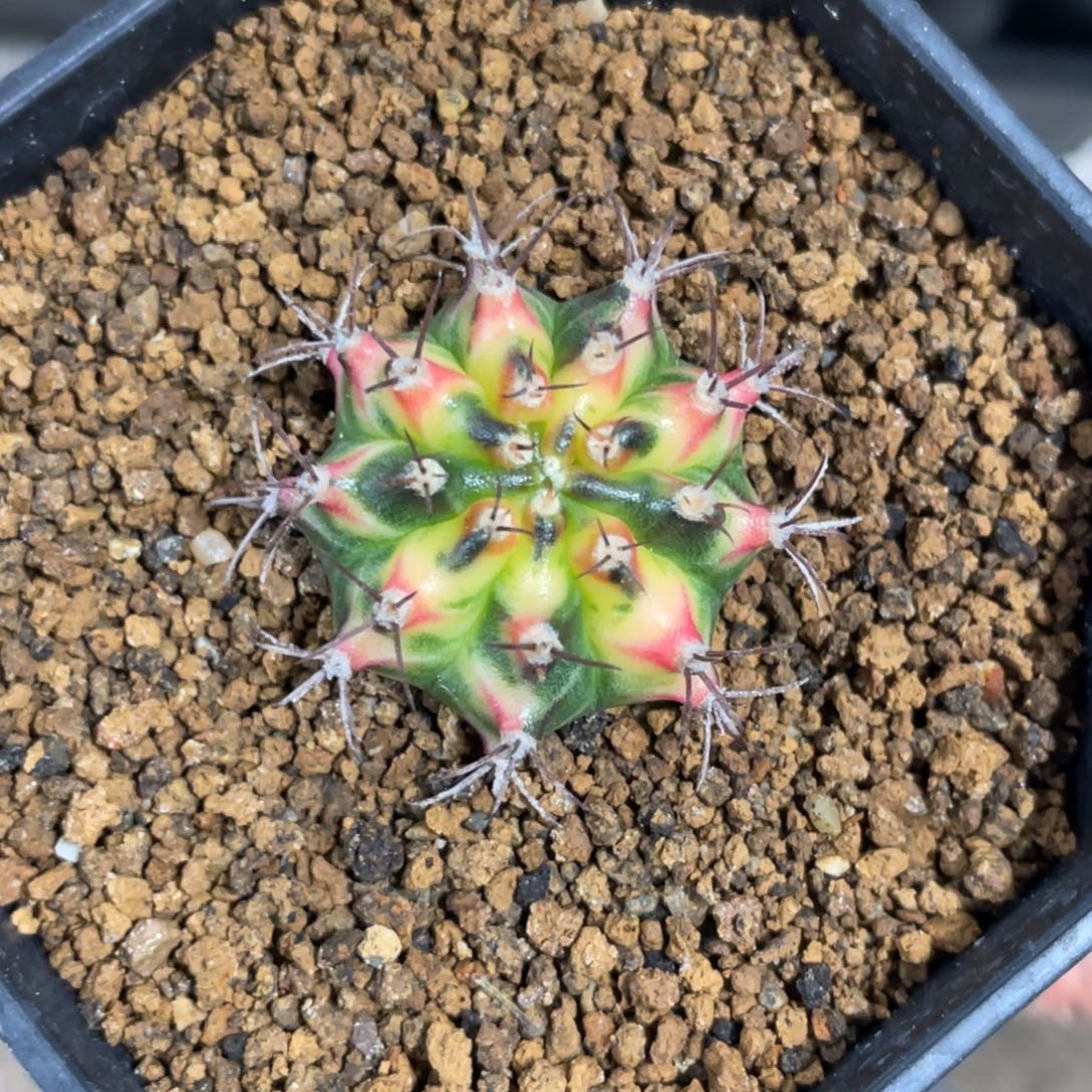 当前无花朵，栽培后可花朵黄凤凰