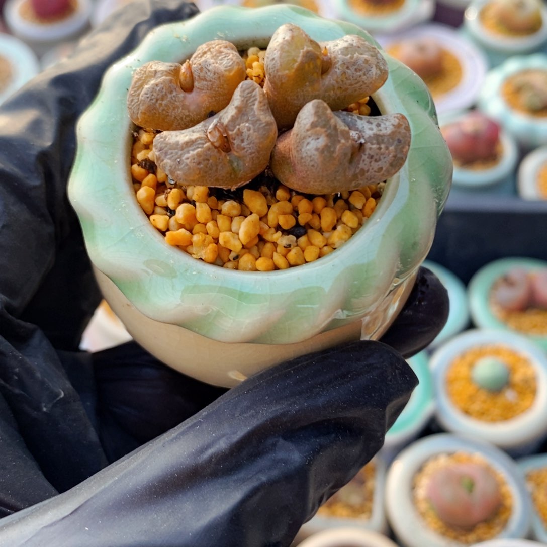 4925--一物一拍 带盆