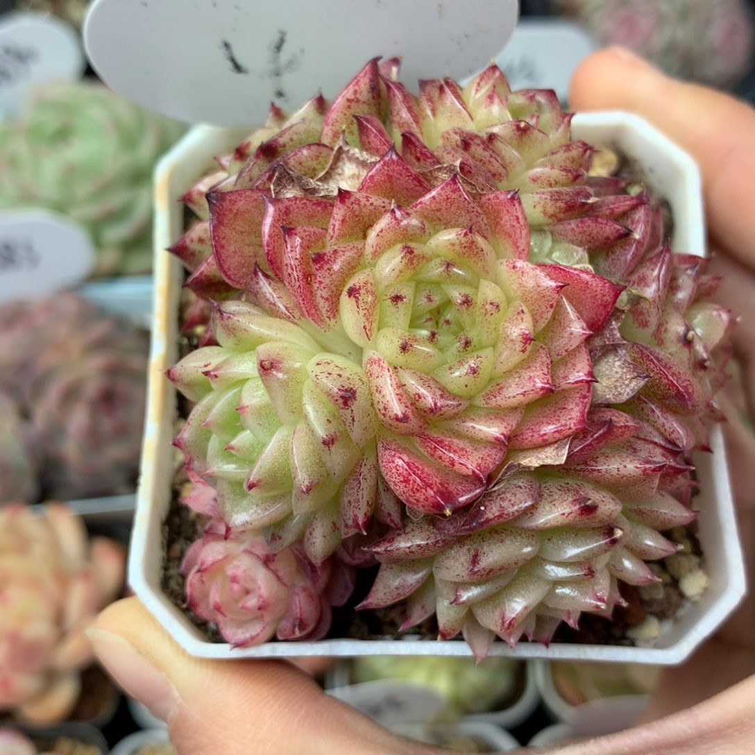 定繁麦秆捧花群4多肉