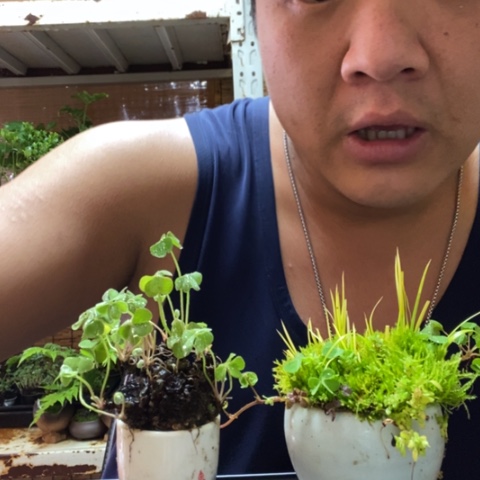 红陶一物一拍所见即所得13