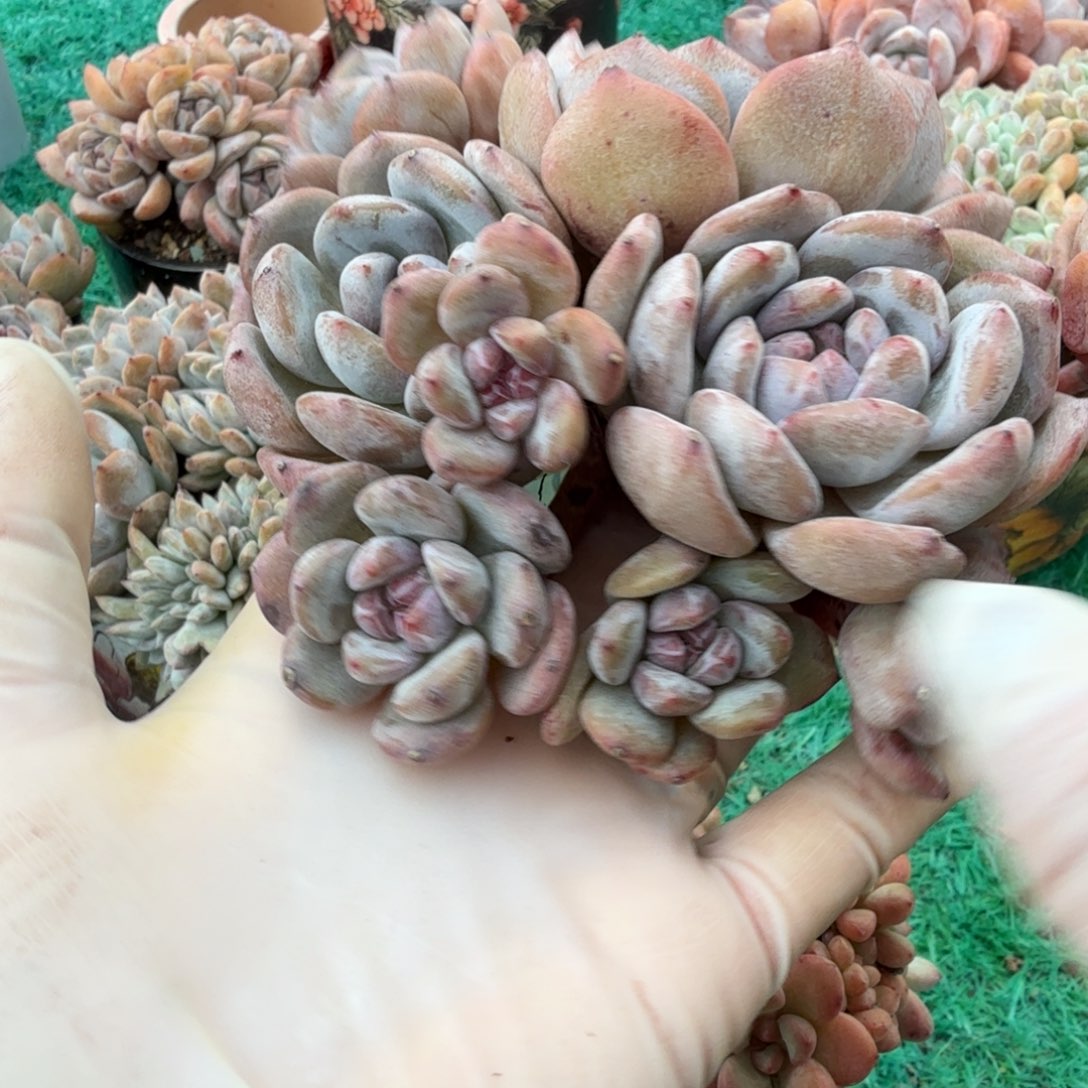石榴紫9头老桩有砍群精品包邮
