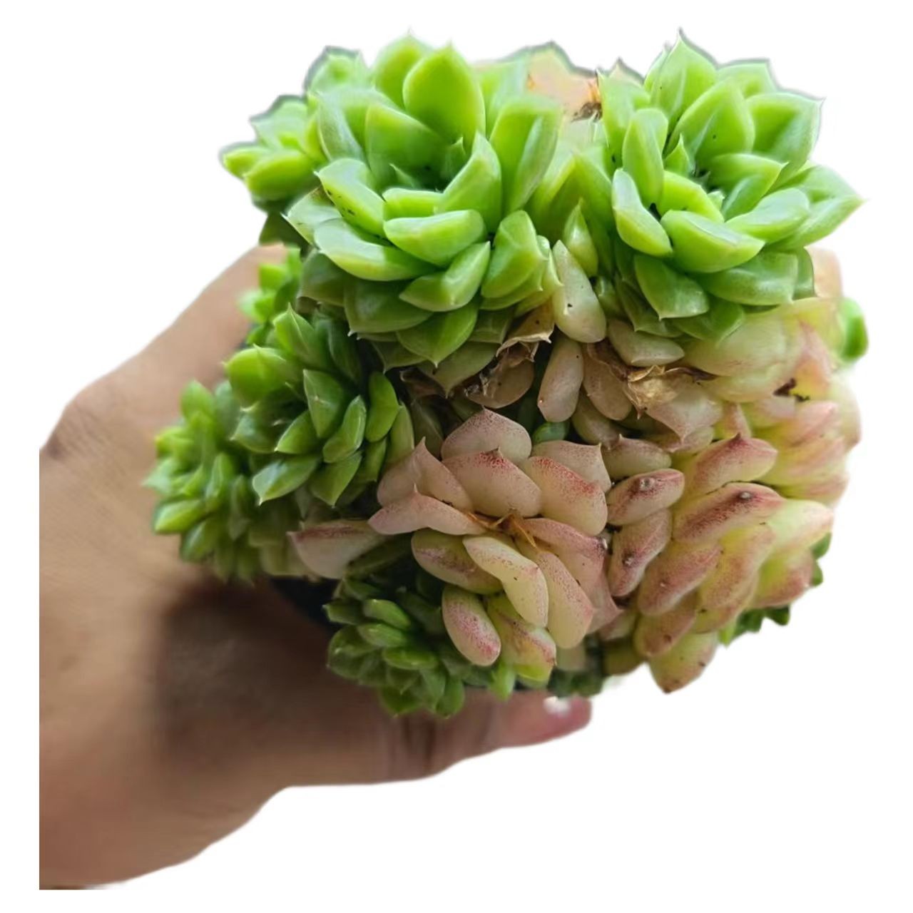 白天鹅(拼满15元包邮)室内盆栽 净化绿植盆栽大棚多肉