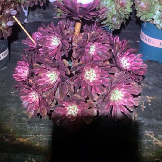 多肉植物油墨974