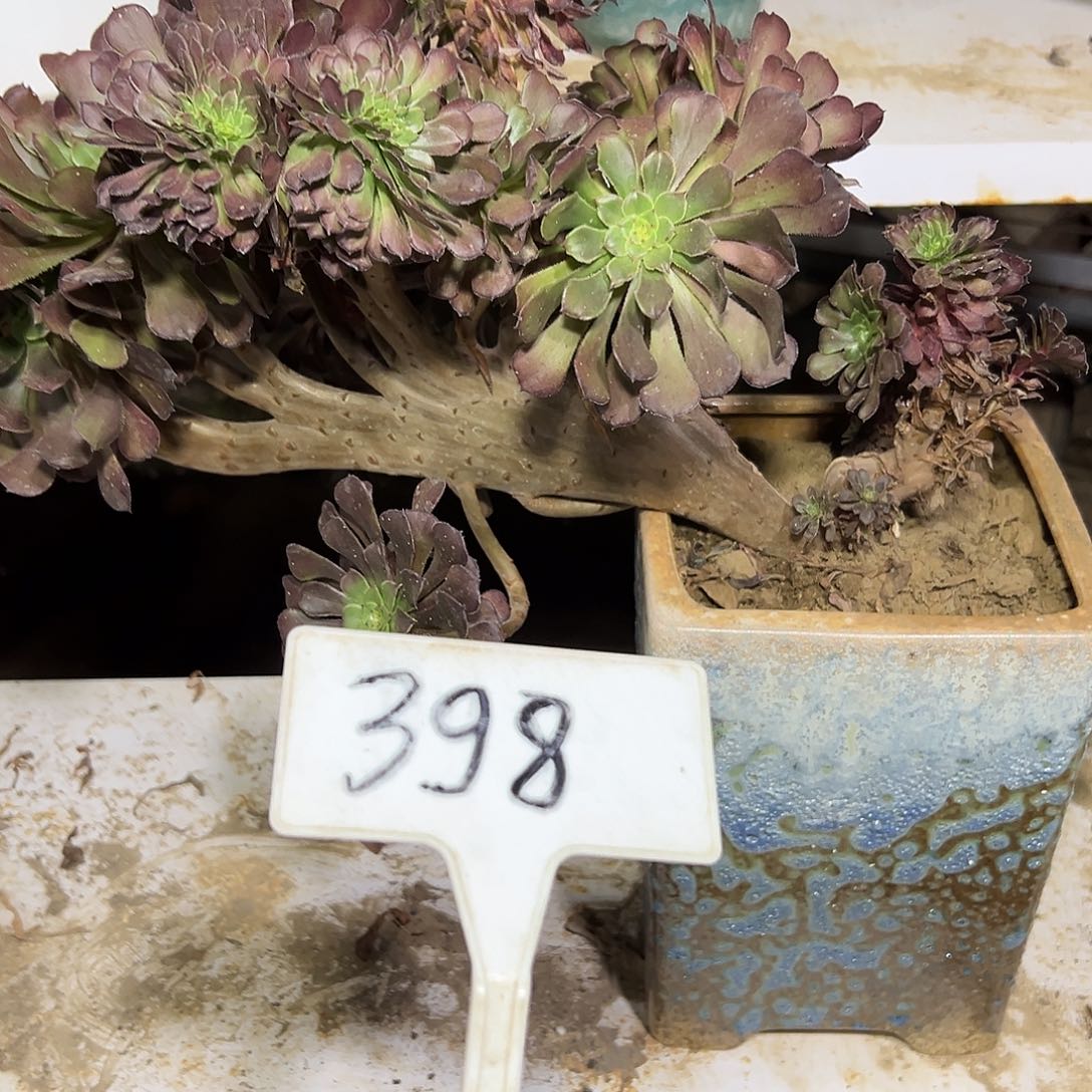 多肉植物铜壶一体化398