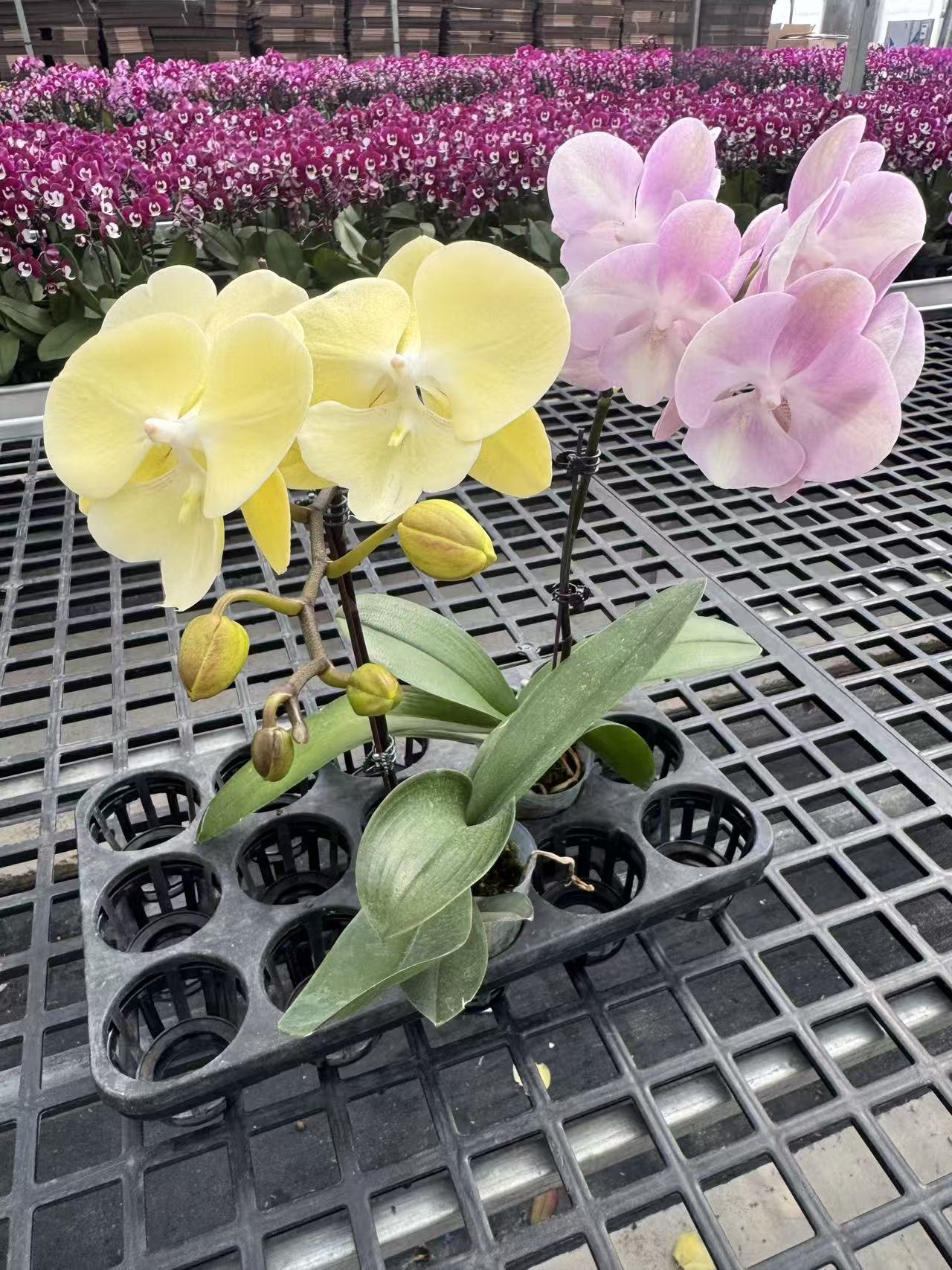 蝴蝶兰【美好时光】鲜花盆栽室内观赏花花佛山基地直发好养