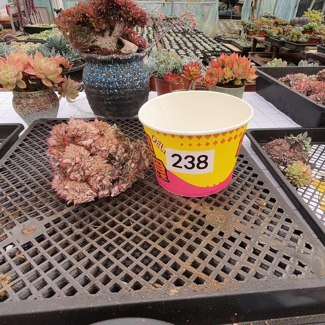 238一单飞 缀化 无售后