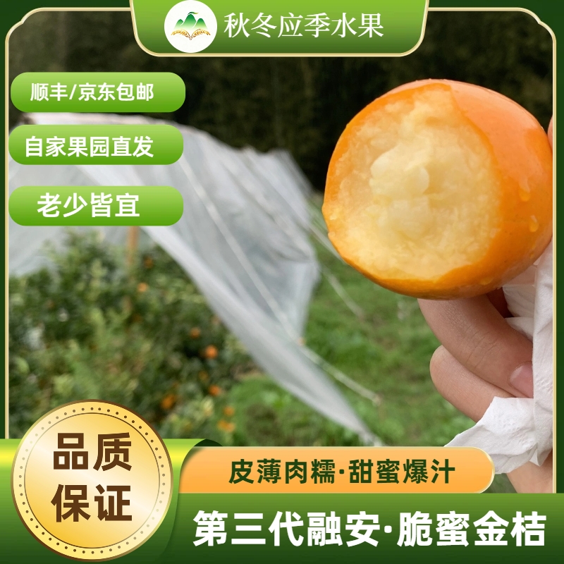 正宗广西融安脆蜜金桔【第三代】金柑果园现摘直发秋冬必备送礼首选