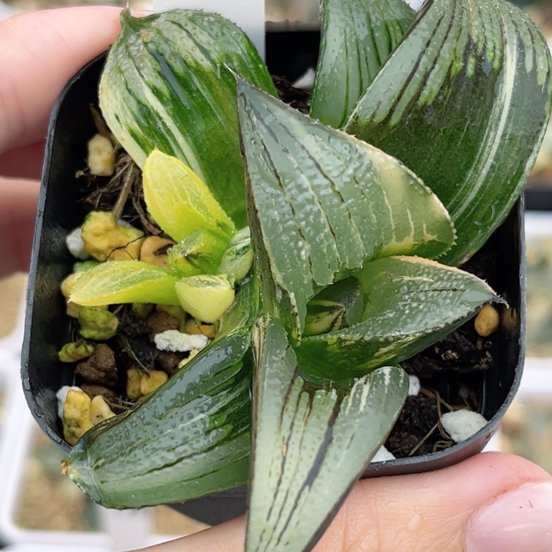 12茜云芭提雅锦带仔福利专场