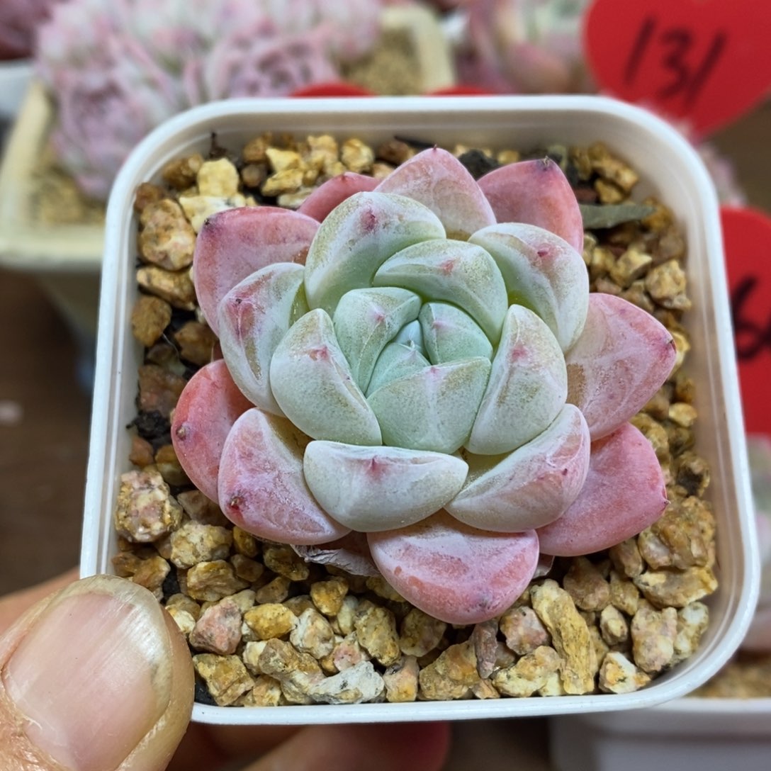 精品多肉一物一拍不包整126