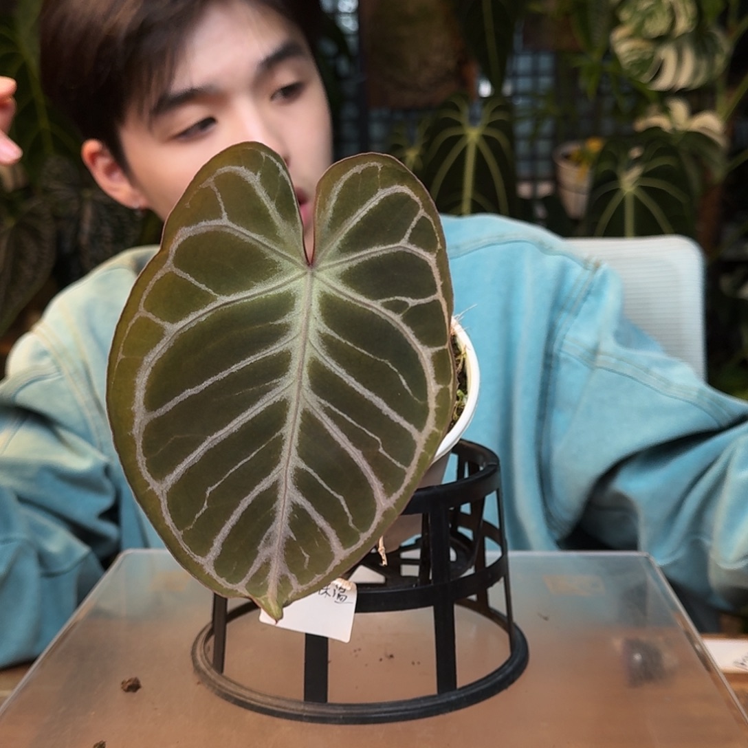 完全开放I189紫水晶杂阿波罗