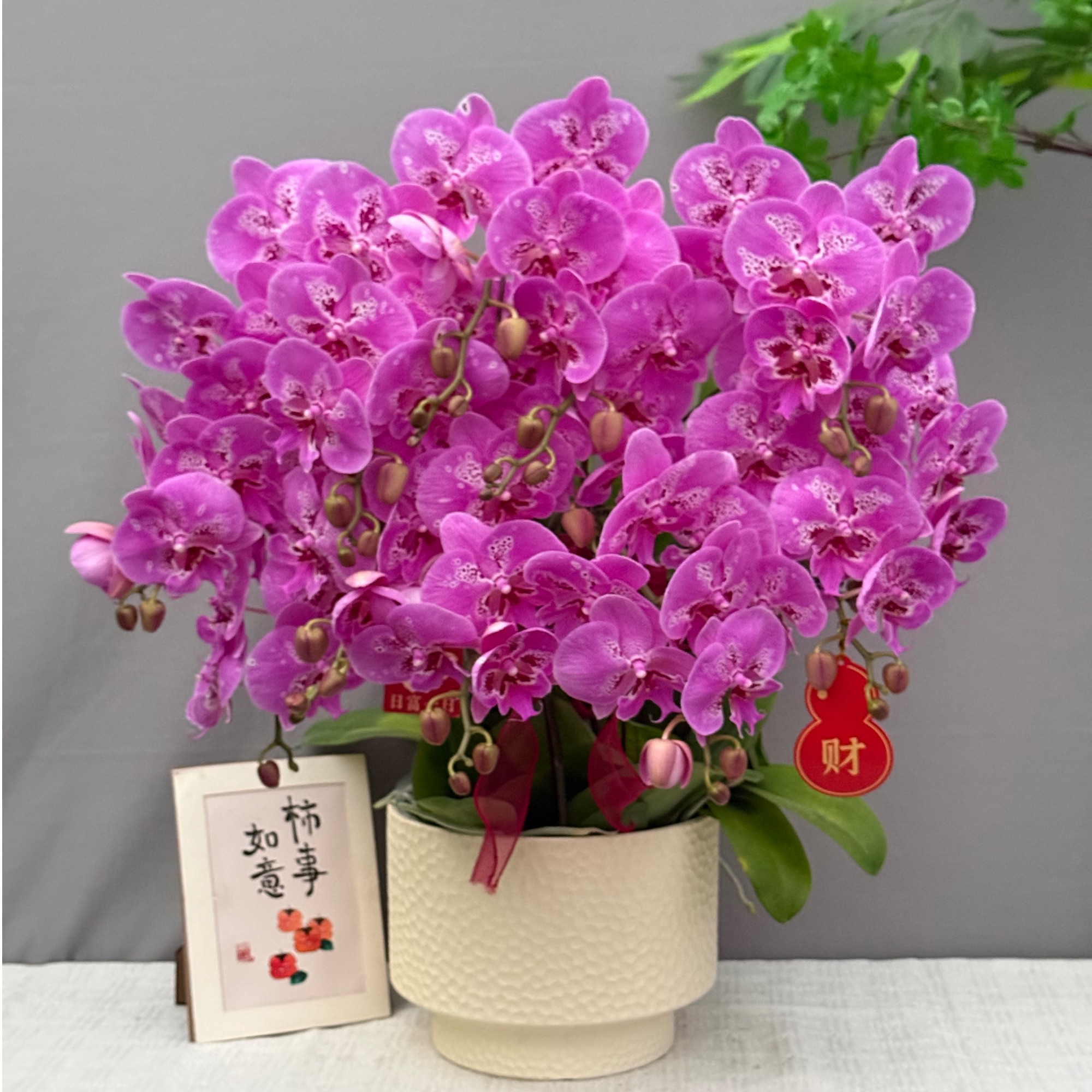 蝴蝶兰<大展鸿图>鲜花 绿植 北欧风 好养花期长 年宵花 室内欣赏