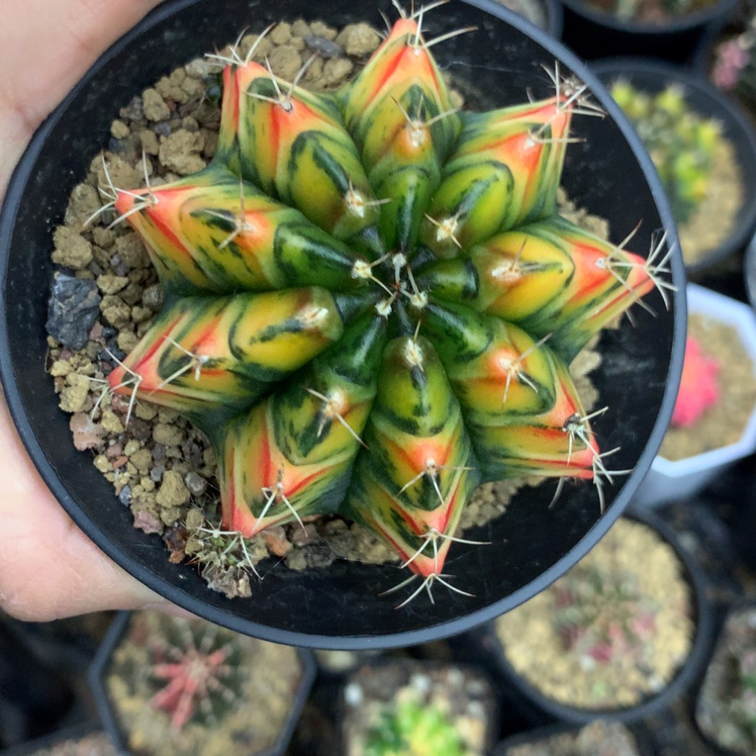 仙人球米哈牡丹锦