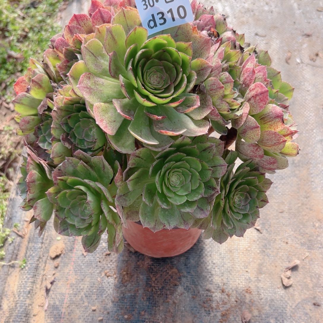 310万拉丝多肉法师